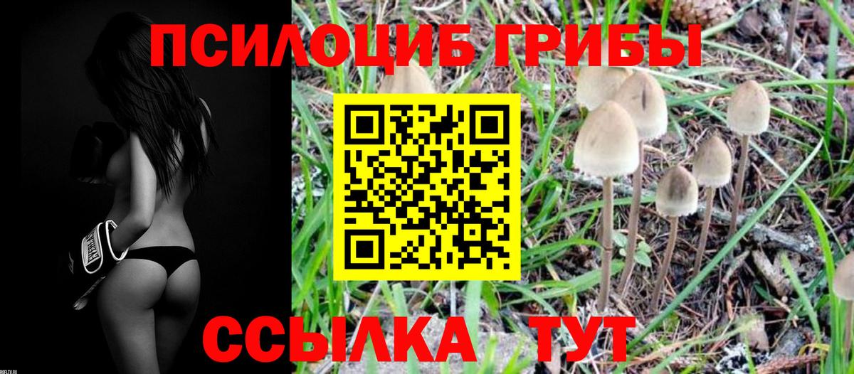 Псилоцибиновые грибы Psilocybine cubensis Еманжелинск